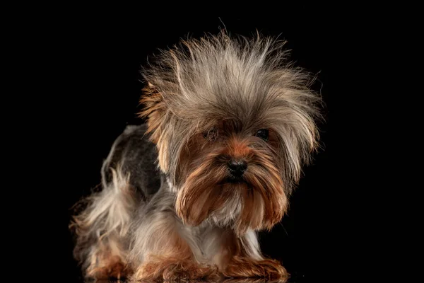 Funny Little Yorkshire Terrier Dog Looking Forward Standing Front Black — Stock Photo, Image