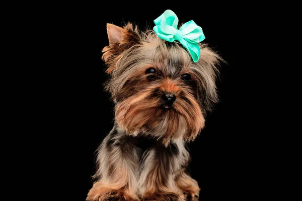 Adorable Little Yorkshire Terrier Dog Wearing Bow Looking Forward While — Stock Photo, Image