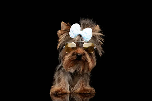 Precious Little Yorkshire Terrier Puppy Wearing Sunglasses Bow Standing Front — Stock Photo, Image