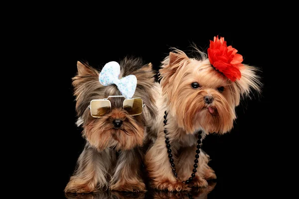 Little Yorkshire Terrier Dog Brothers Wearing Accessories Standing While One — Stock Photo, Image