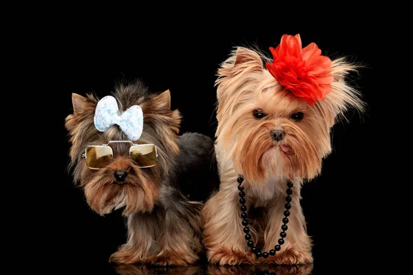 Cool Yorkie Dogs Wearing Bow Flowers Sunglasses Standing Next Eachother — Stock Photo, Image