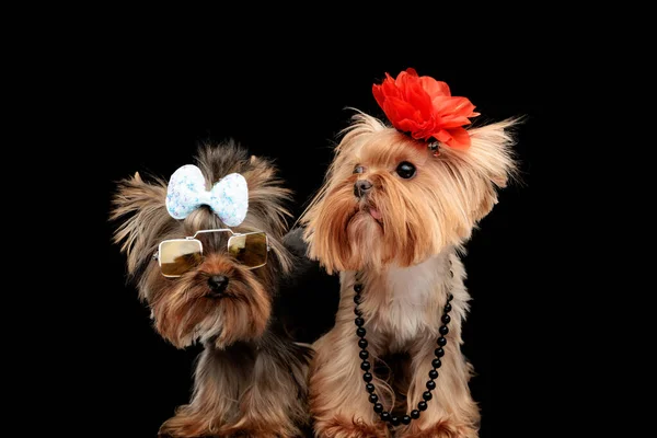 Beautiful Couple Two Yorkshire Terrier Dogs Standing Next Eachother Wearing — Stock Photo, Image