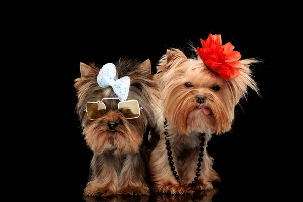 Sweet Couple Two Yorkshire Terrier Dog Bow Sunglasses Flower Head — Stock Photo, Image