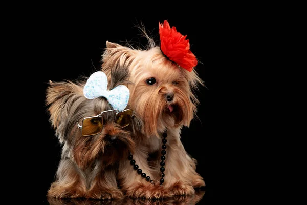 Bonito Casal Yorkshire Terrier Cão Com Flor Arco Cabeça Olhando — Fotografia de Stock