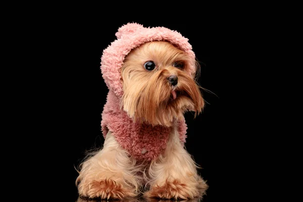Belo Yorkshire Terrier Cão Vestindo Capuz Rosa Olhando Para Lado — Fotografia de Stock