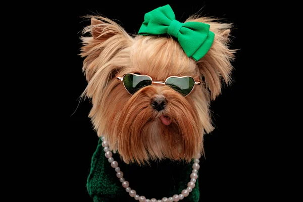 elegant yorkshire terrier dog wearing green bow, heart sunglasses, pearls necklace and green sweather sticking out tongue on black background