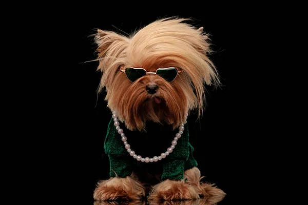 Legal Yorkie Cão Com Óculos Sol Vestindo Doce Verde Colar — Fotografia de Stock
