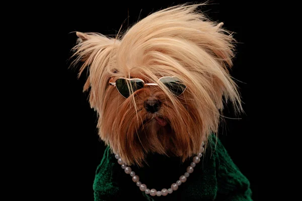 rebel yorkshire terrier dog with sunglasses posing with tongue outside, wearing pearls necklace and green sweather