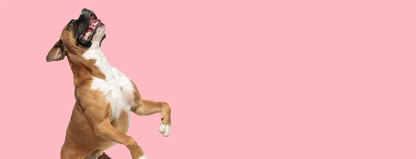 Brincalhão Boxer Cão Olhando Para Cima Ofegante Enquanto Está Sobre — Fotografia de Stock