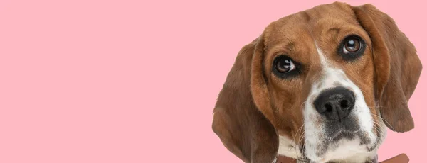 Όμορφο Μικρό Κουτάβι Beagle Μεγάλα Μάτια Κοιτάζοντας Πάνω Ροζ Φόντο — Φωτογραφία Αρχείου