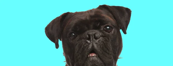 Menutup Gambar Anjing Boxer Kecil Yang Manis Dengan Mata Besar — Stok Foto