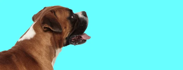 スタジオで青の背景の前を見ながら舌とパンピングを突き出す可愛いボクサー子犬のサイドビュー — ストック写真