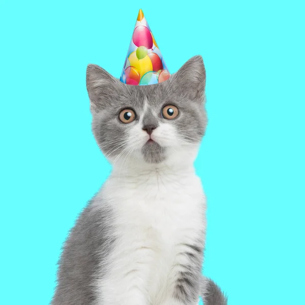 Uroczy Mały Kotek Noszenie Urodziny Kapelusz Patrząc Przyszłość Niebieskim Tle — Zdjęcie stockowe