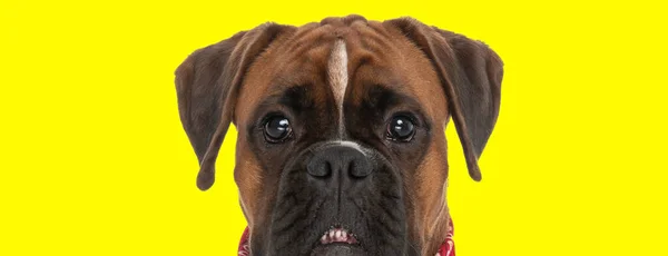 黄色の背景の前で楽しみにして大きな目で甘いボクサー子犬の写真を閉じます — ストック写真