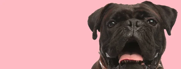 stock image adorable boxer sticking out tongue and panting in front of pink background in studio