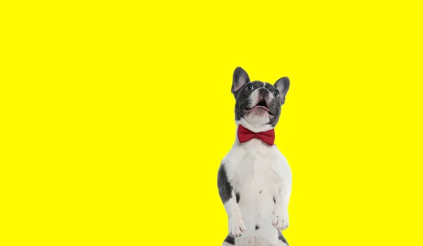 Κομψό Γαλλικό Bulldog Κουτάβι Παπιγιόν Λαχάνιασμα Και Κοιτάζοντας Ψηλά Ενώ — Φωτογραφία Αρχείου