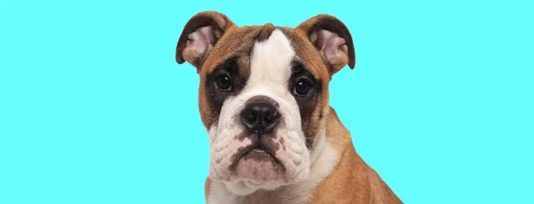 Foto Ravvicinata Bellissimo Cane Bulldog Inglese Attesa Sfondo Blu — Foto Stock