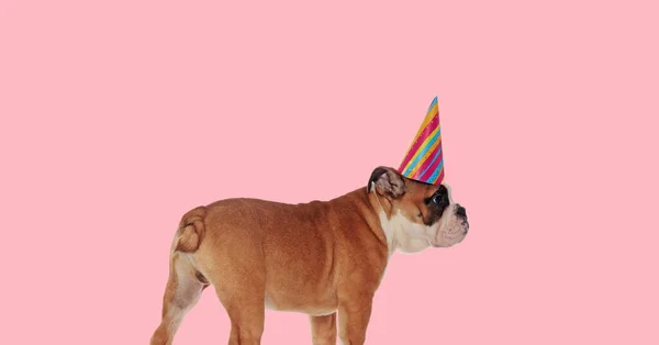 side view of sweet english bulldog puppy wearing birthday party hat and looking to side on pink background