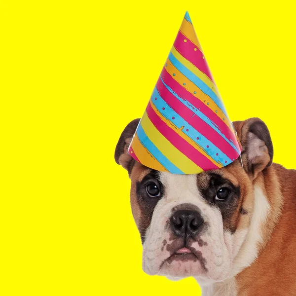 Entusiastisk Engelska Bulldog Valp Bär Födelsedagskalas Hatt Ser Fram Emot — Stockfoto