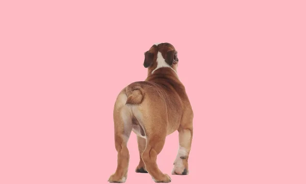 Vista Trasera Del Perrito Bulldog Inglés Caminando Mostrando Cola Delante —  Fotos de Stock