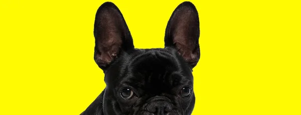 Nahaufnahme Bild Der Französischen Bulldogge Welpenaugen Freuen Sich Vor Gelbem — Stockfoto