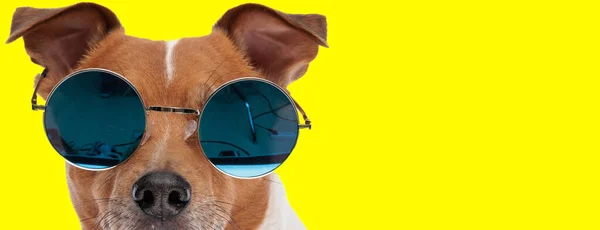 Cool Little Jack Russell Terrier Pies Noszenie Okularów Przeciwsłonecznych Żółtym — Zdjęcie stockowe