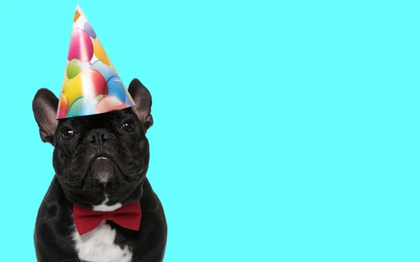 Mooie Elegante Franse Bulldog Puppy Met Strikje Verjaardagsfeestmuts Voor Blauwe — Stockfoto