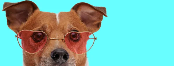 Adorabile Piccolo Jack Russell Terrier Cane Con Occhiali Sole Cuore — Foto Stock