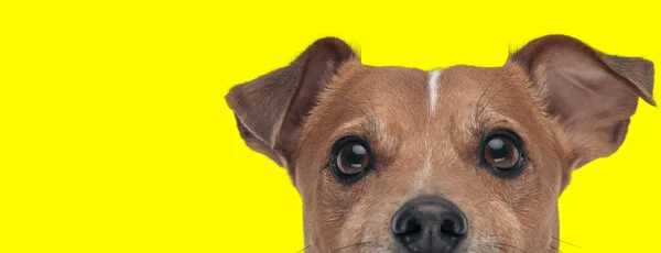Doce Pequeno Jack Russell Terrier Cão Olhando Para Frente Com — Fotografia de Stock