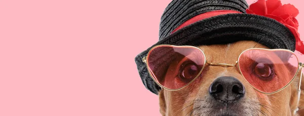 분홍색 앞에서 모자와 선글라스를 재미있는 테리어의 사진을 — 스톡 사진