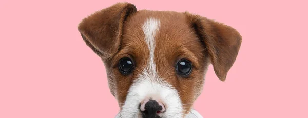 ピンクの背景を楽しみにしている貴重な小さなジャック ラッセル テリアの子犬のクローズアップ写真 — ストック写真