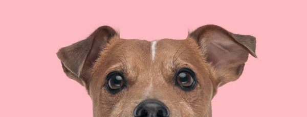 Zbliżenie Uroczy Jack Russell Terrier Oczy Szczeniak Patrząc Przyszłość Różowym — Zdjęcie stockowe