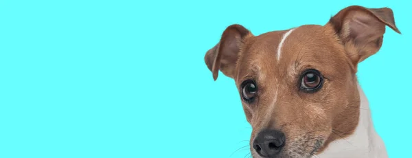 Zbliżenie Zdjęcie Słodkie Jack Russell Terrier Szczeniak Dużymi Oczami Patrząc — Zdjęcie stockowe