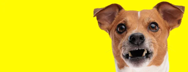Chateado Jack Russell Terrier Cão Olhando Acima Rosnando Fundo Amarelo — Fotografia de Stock