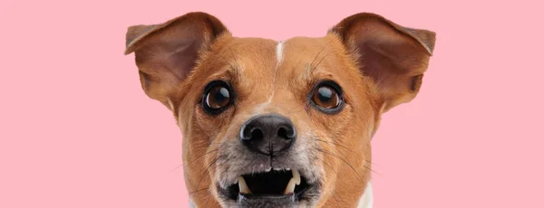 Śmieszne Zdjęcie Szczeniaka Jack Russell Terrier Patrząc Górę Warcząc Różowym — Zdjęcie stockowe
