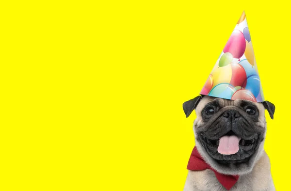 兴奋的小狗带着黄色背景的红领带和生日派对帽 伸出舌头 — 图库照片