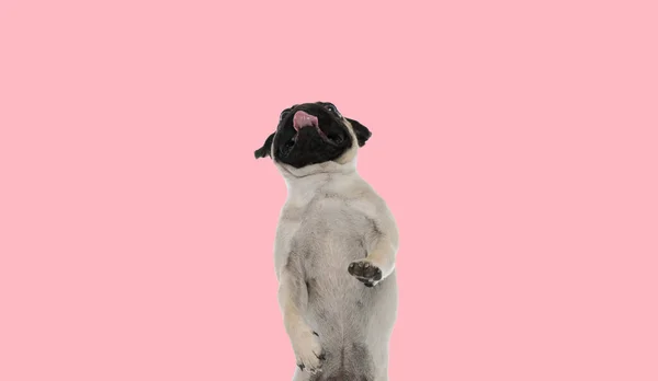 足の裏に立った可愛い犬がピンクの背景を見上げ喘ぎ — ストック写真