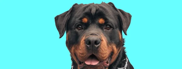 Close Picture Sweet Rottweiler Puppy Sticking Out Tongue Panting Looking — Stock Photo, Image