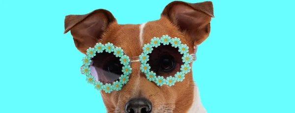 Cerca Imagen Hermoso Gato Russell Terrier Cachorro Con Flores Gafas — Foto de Stock