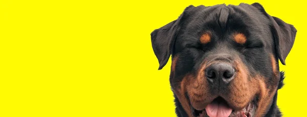 Feliz Cachorro Rottweiler Fechando Olhos Furando Língua Fundo Amarelo — Fotografia de Stock