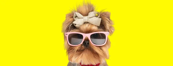 Cooler Kleiner Yorkshire Terrier Hund Mit Schleife Und Sonnenbrille Auf — Stockfoto