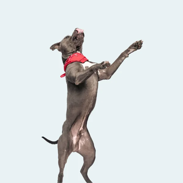 Sevimli Amerikan Staffordshire Terrier Köpeğinin Resmi Ağzını Yalıyor Arka Ayakları — Stok fotoğraf