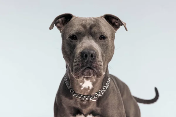 Tatlı Amerikan Staffordshire Terrier Köpeğinin Resmi Gri Stüdyo Arka Planına — Stok fotoğraf