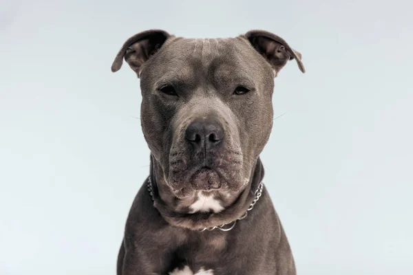 Güzel Amerikan Staffordshire Terrier Köpeğinin Resmi Biraz Sıkılmış Hissediyor Gri — Stok fotoğraf