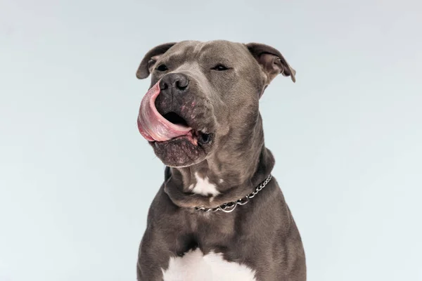 美丽的美国斯塔福德郡猎狗舔着他的嘴 坐在那里 脖子上戴着皮带 背对着灰色的摄影棚背景 — 图库照片
