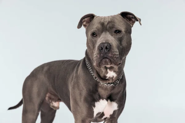 图片上 可爱的美国斯塔福德郡猎狗在灰色的工作室背景下 凝视着别处 脖子上戴着皮带 看起来很可爱 — 图库照片