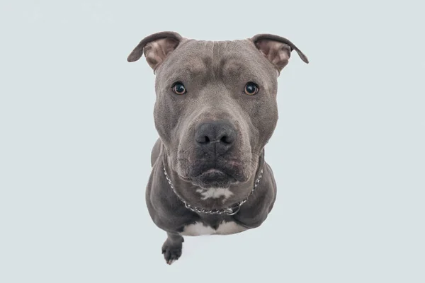 Picture Adorable American Staffordshire Terrier Dog Looking Overhead Sitting Wearing — Stock Photo, Image