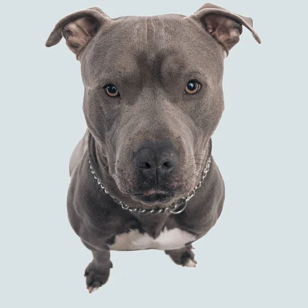 Picture Beautiful American Staffordshire Terrier Dog Posing Humble Eyes Sitting — Stock Photo, Image