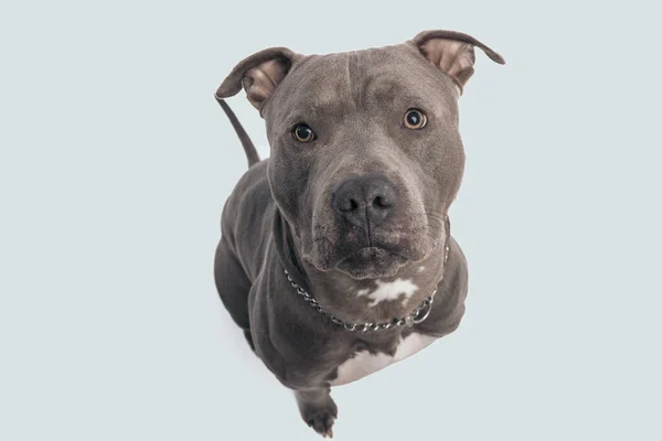 かわいいアメリカのスタッフォードシャー テリアの犬の写真その骨について考え 灰色のスタジオの背景に対して首に紐を座って身に着けています — ストック写真