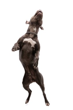 Amerikan Staffordshire Terrier köpeğinin dans pistinde eğlenirken beyaz stüdyo arka planında boynuna tasma taktığı bir resim.